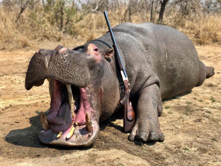 Hunting Hippo in Africa