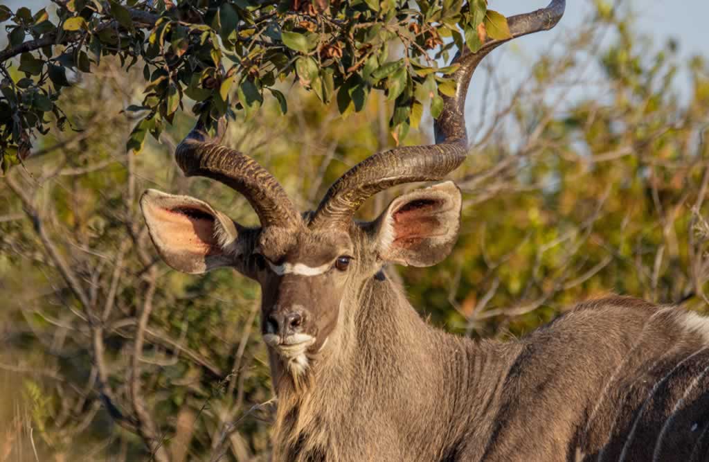 Kudu hunting Eastern Cape
