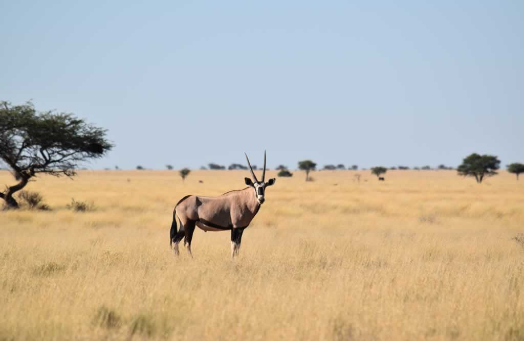 Free State Hunting Safaris