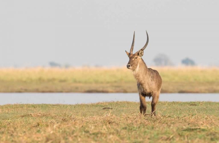 Hunting in Zambia