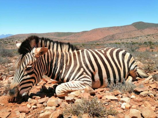 Hunting Zebra in South Africa