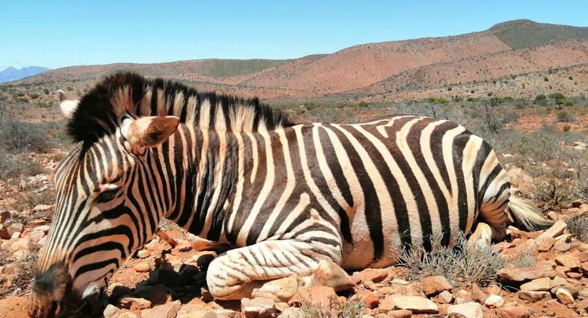 Hunting Zebra in South Africa