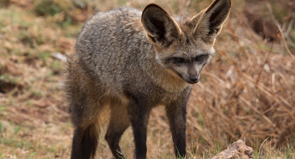 Hunting Bat Eared Fox South Africa