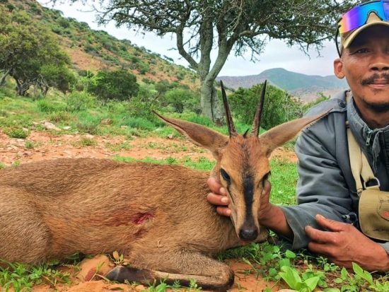 Hunting Duiker