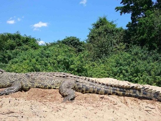 Hunting Crocodile in Africa
