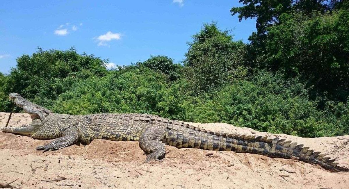 Hunting Crocodile in Africa