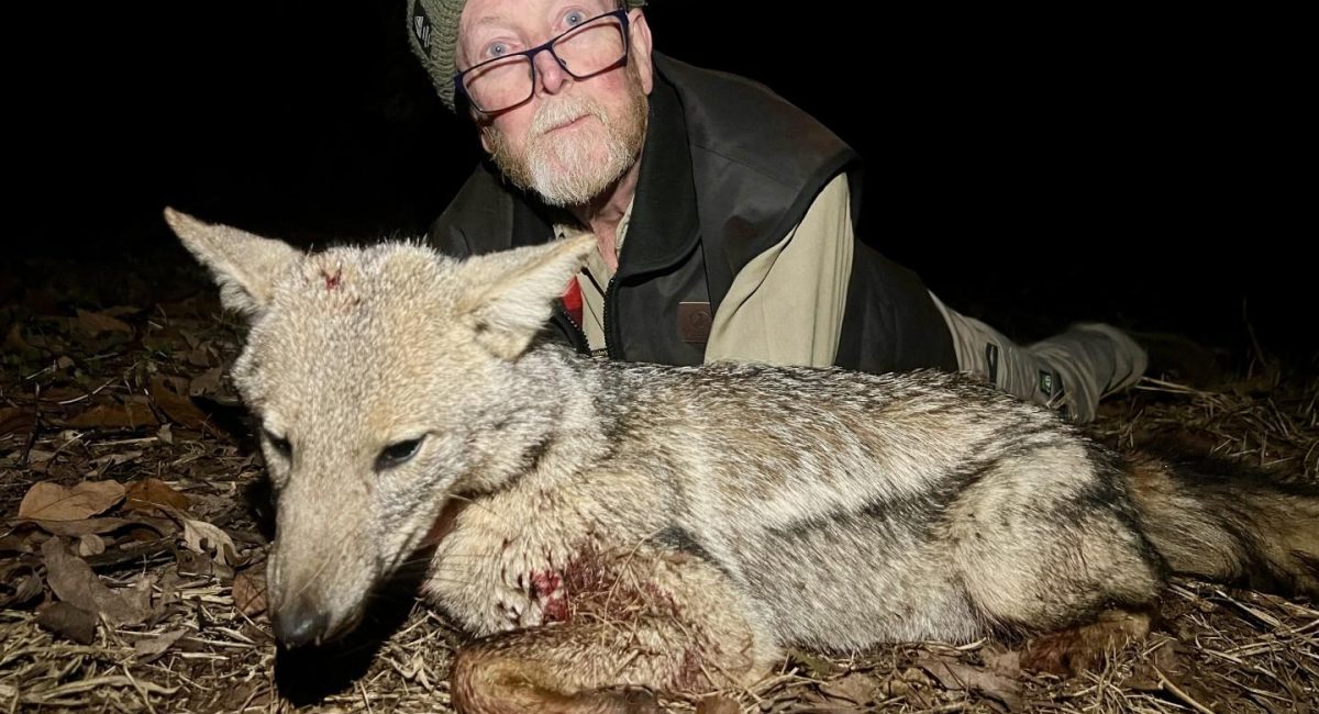 Hunting Side Striped Jackal