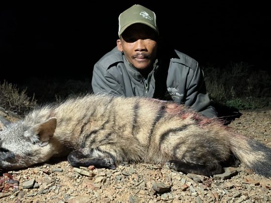 Hunting Aardwolf - BM