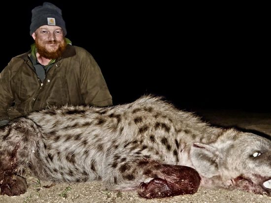 Hunting Spotted Hyena
