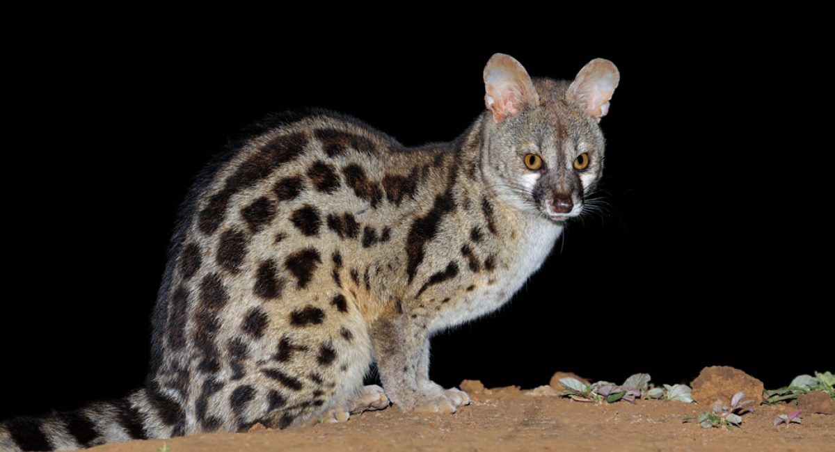Small Spotted Genet Hunting