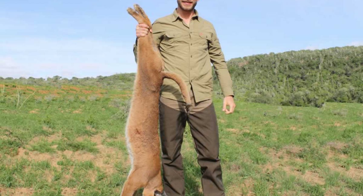 Hunting Caracal in South Africa