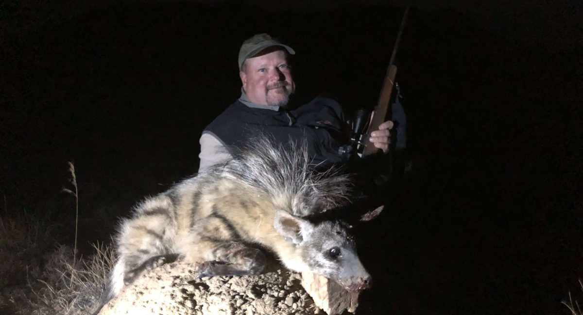 Hunting Aardwolf in South Adrica