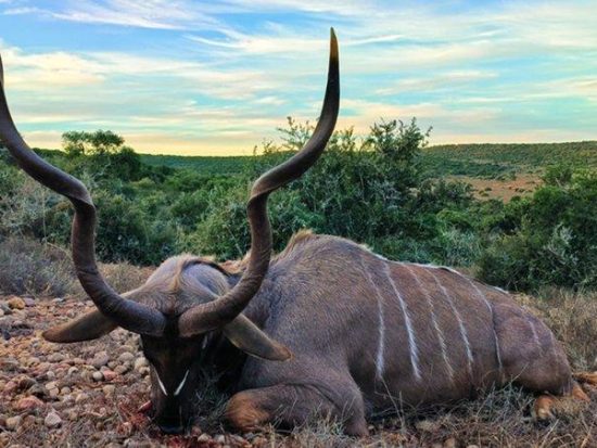 Kudu Hunt