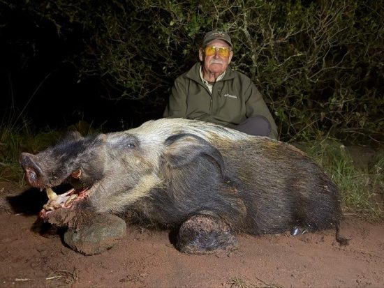 Hunting Bushpig