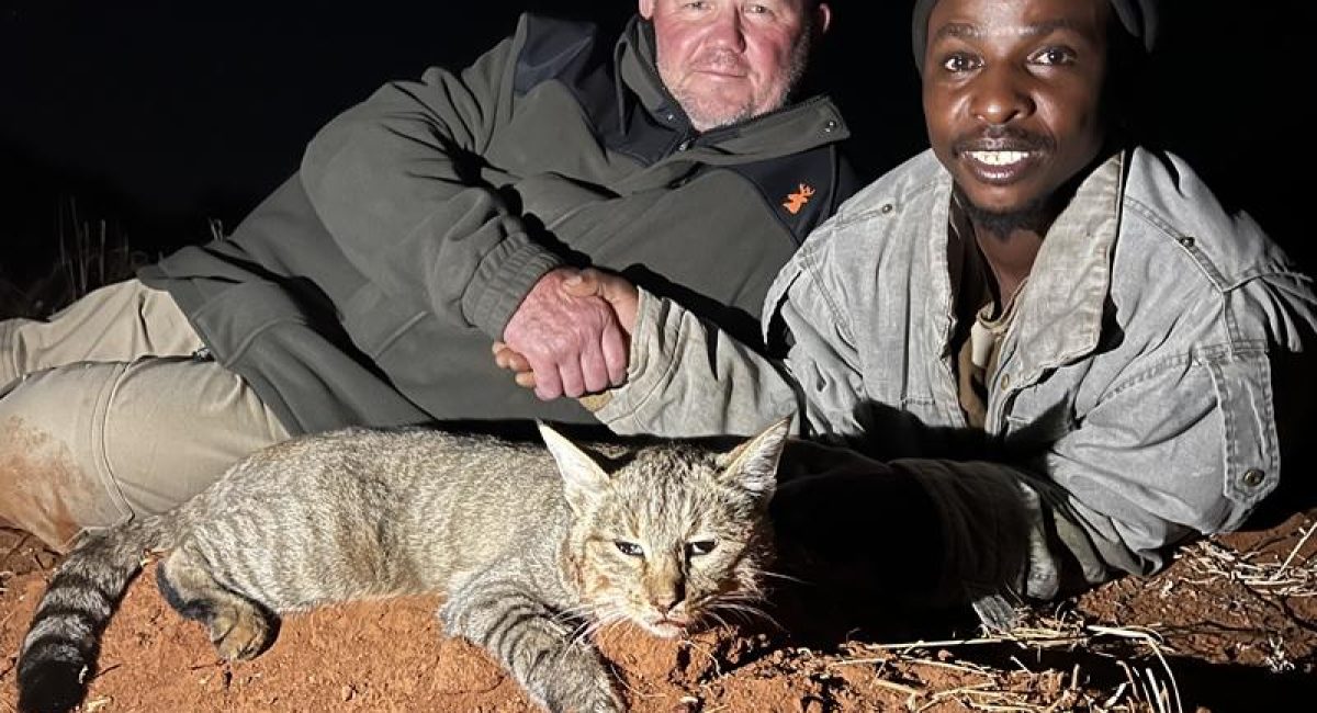 African Wild Cat Hunt