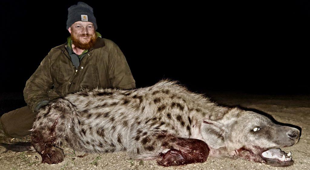 Hunting Spotted Hyena