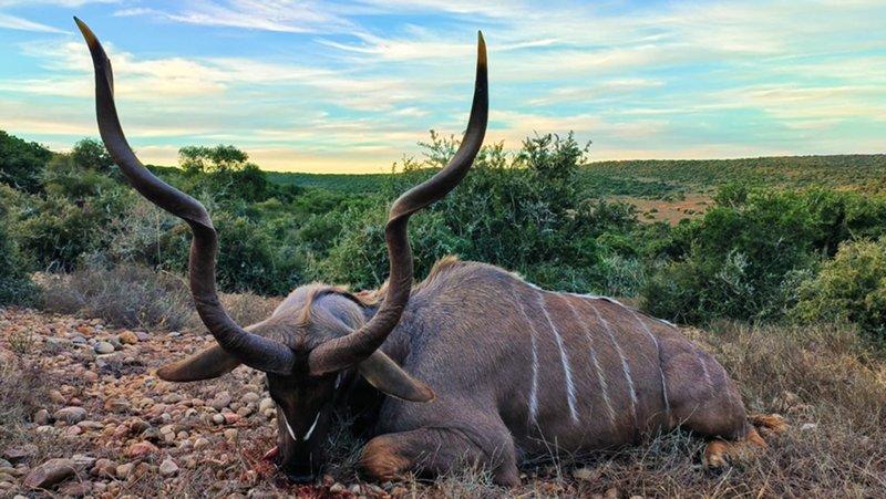 Kudu Hunt
