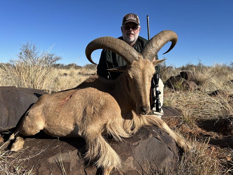 Hunting barbary sheep in Africa